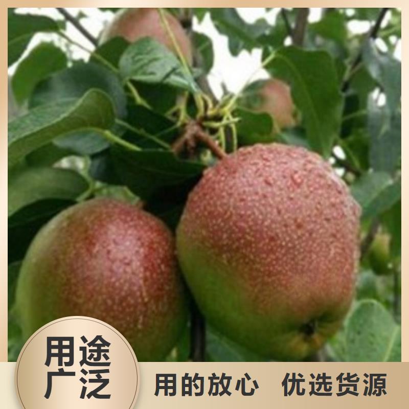 梨樹苗藍莓苗一個起售