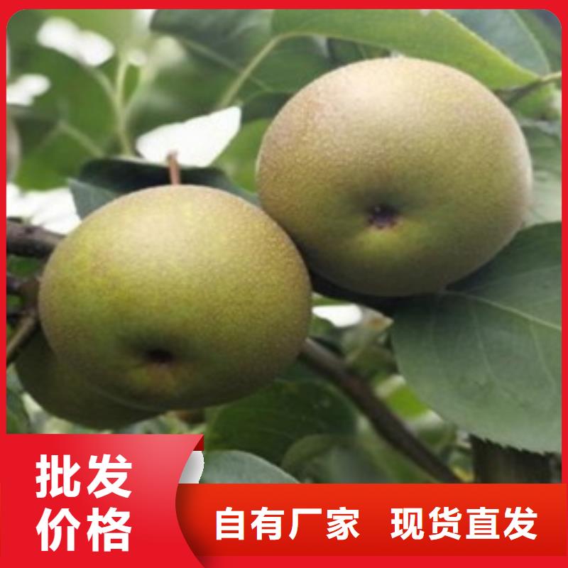 【梨樹苗蘋果苗自營品質有保障】