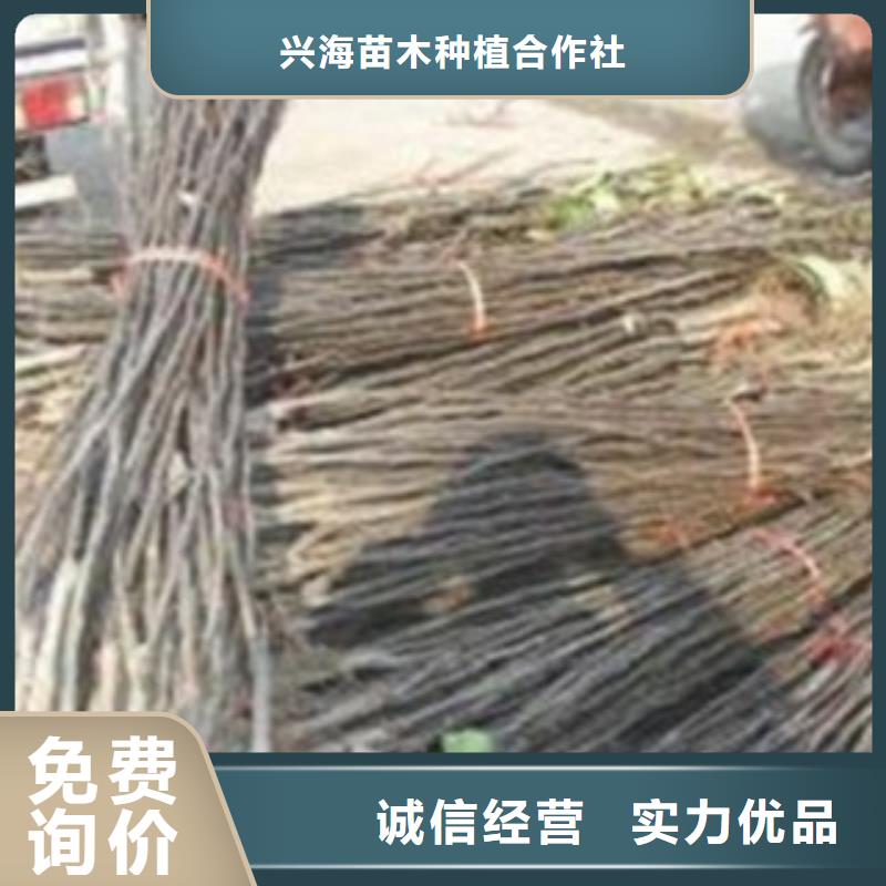 梨樹苗藍莓苗一個起售