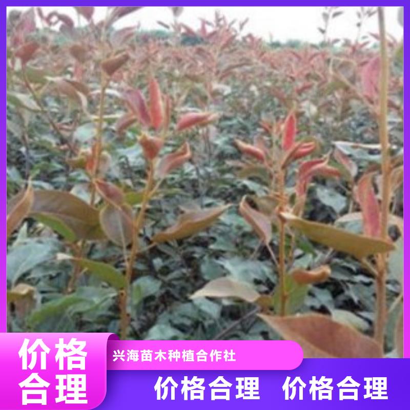 梨树苗【山楂苗】细节之处更加用心