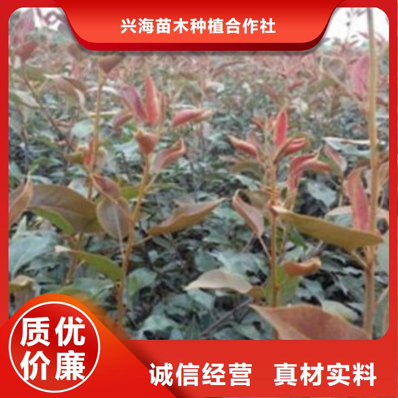 梨樹(shù)苗核桃苗廠家貨源
