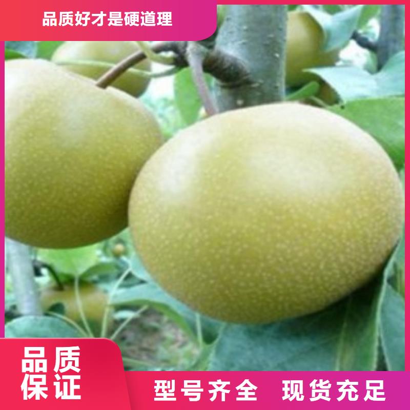 【梨樹苗蘋果苗自營品質有保障】