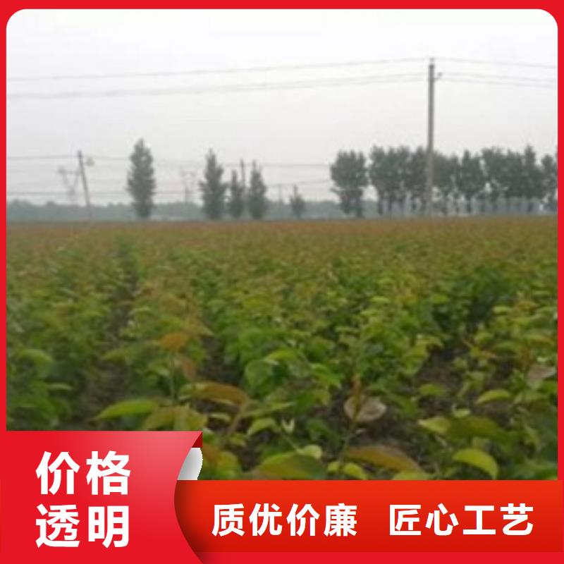梨樹苗核桃苗廠家貨源