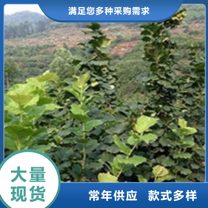 【梨樹苗蘋果苗自營品質有保障】