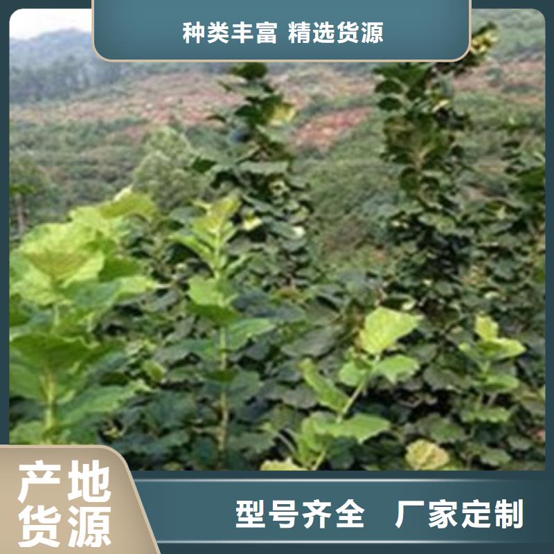 梨樹苗藍莓苗一個起售