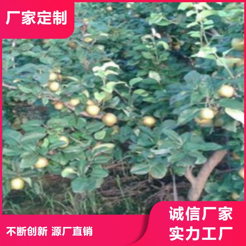 早酥红梨树苗品种大全