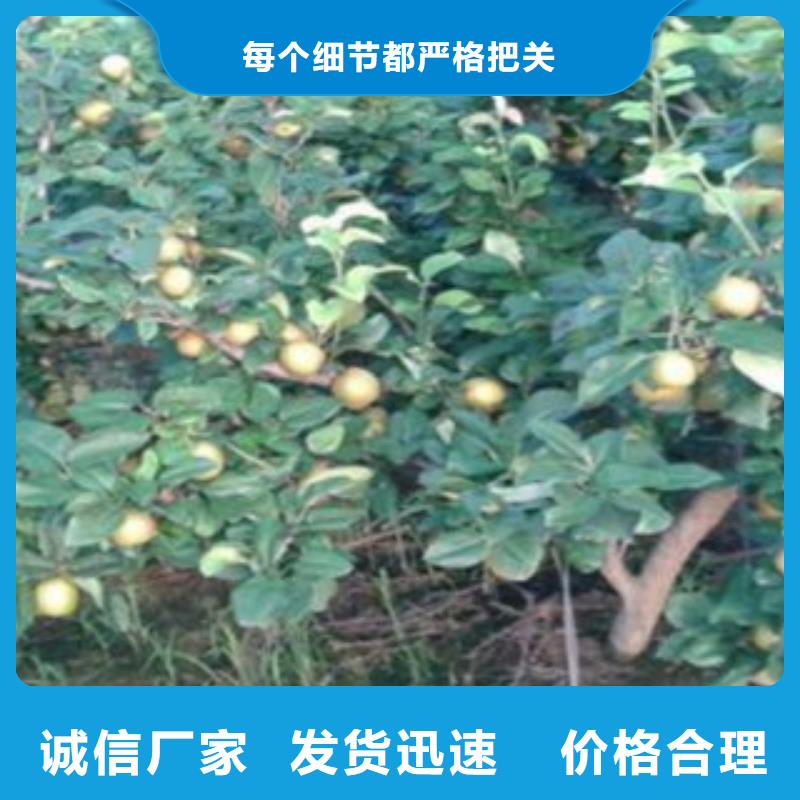 同城《兴海》哪里有卖梨树实生苗梨树实生苗一颗多少钱