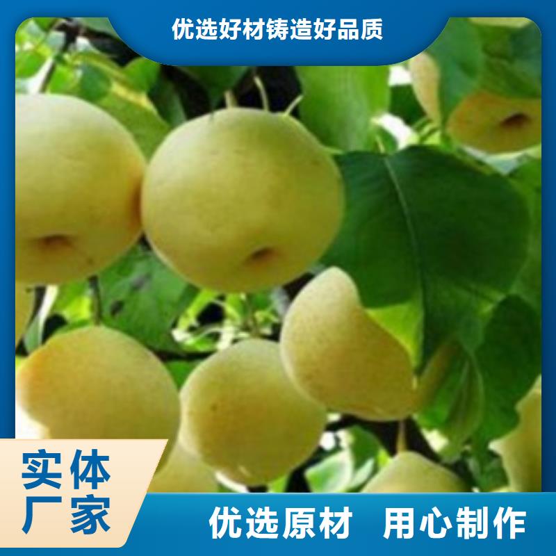 批发[兴海]伏香梨树苗哪里的品种纯