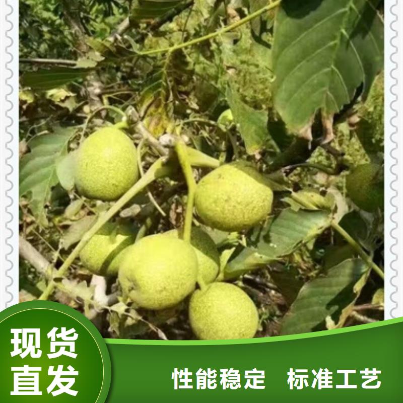 核桃苗-藍莓苗貨真價實