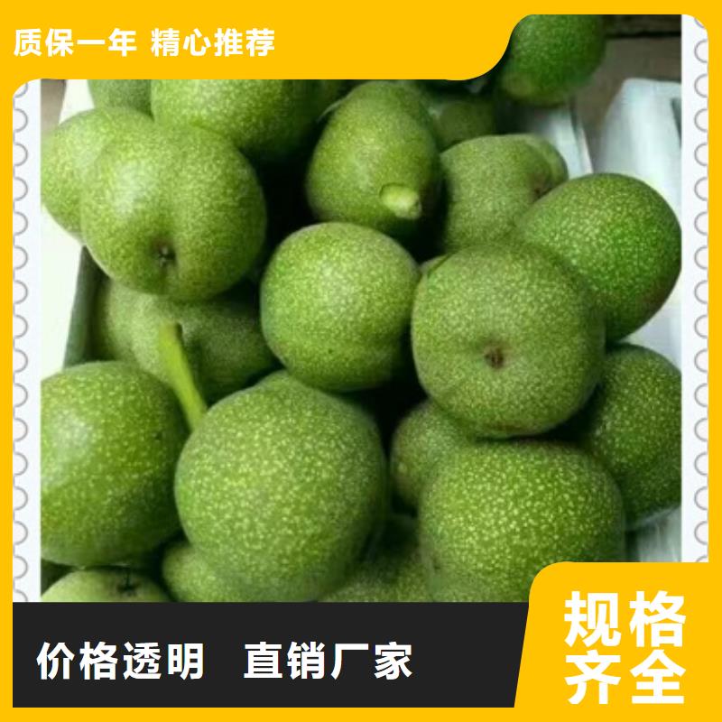 核桃苗藍莓苗細節嚴格凸顯品質