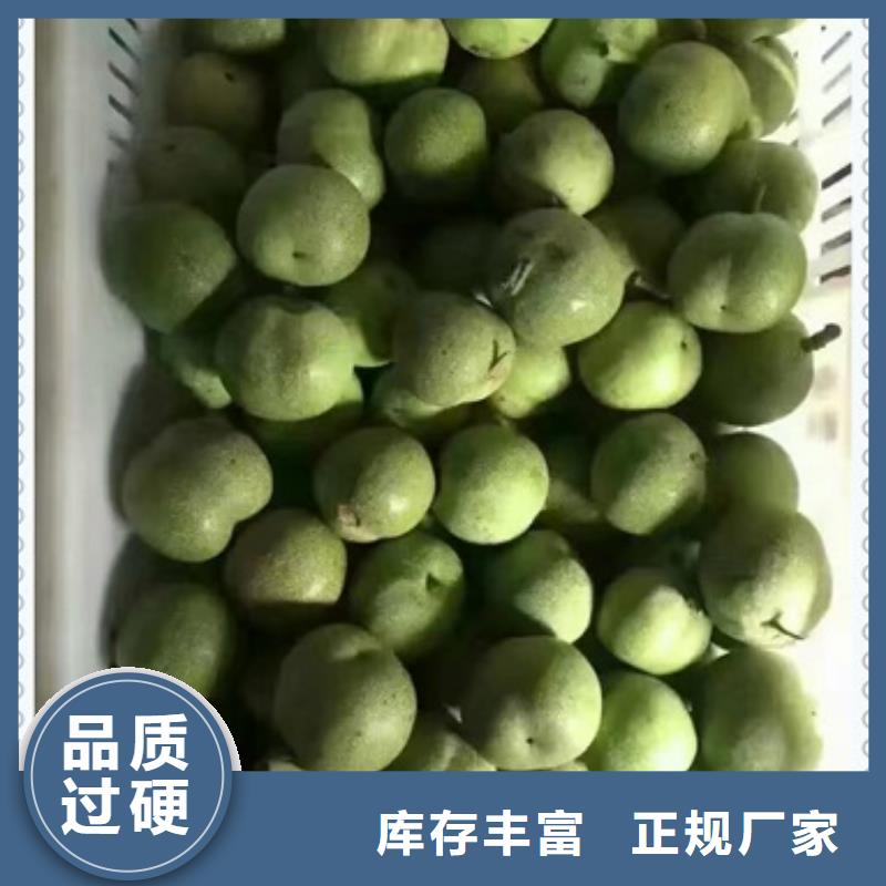 核桃苗-梨樹苗制造生產銷售