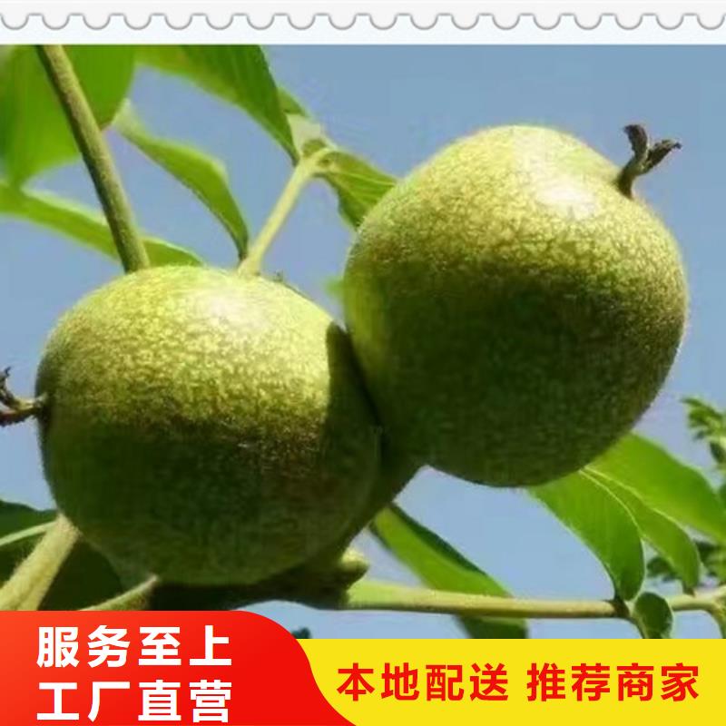 核桃苗多年經驗值得信賴