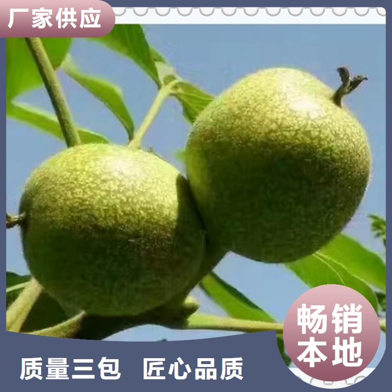 核桃苗,板栗苗支持定制加工