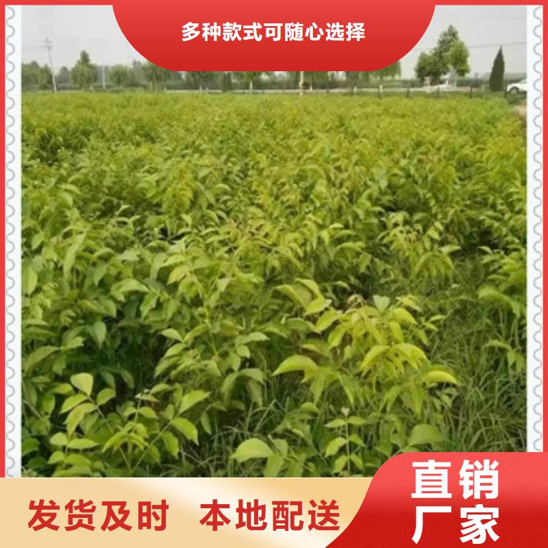 核桃苗,板栗苗支持定制加工
