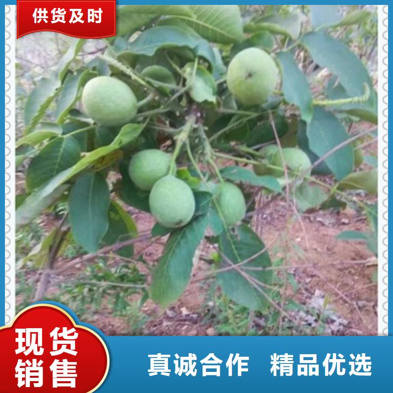 核桃苗藍莓苗細節嚴格凸顯品質