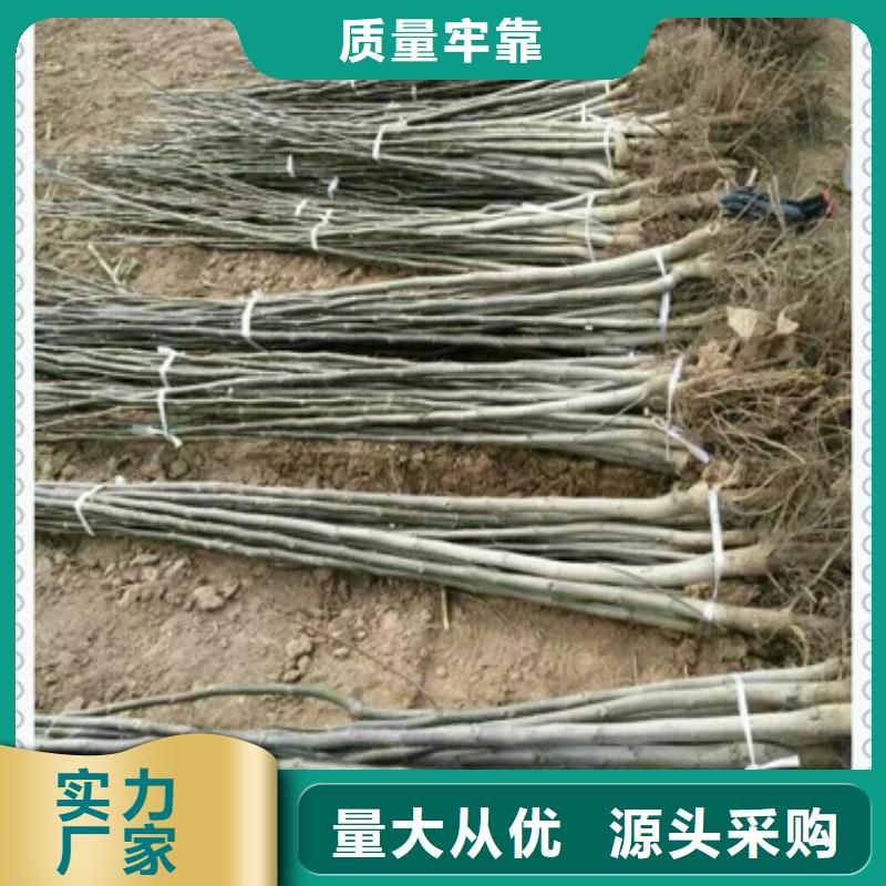 核桃苗,板栗苗支持定制加工