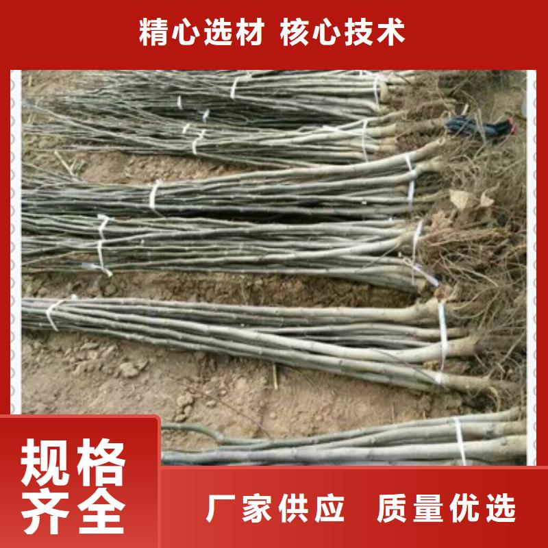 核桃苗山楂苗專業按需定制