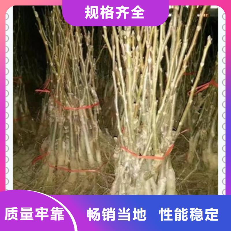 核桃苗山楂苗專業按需定制