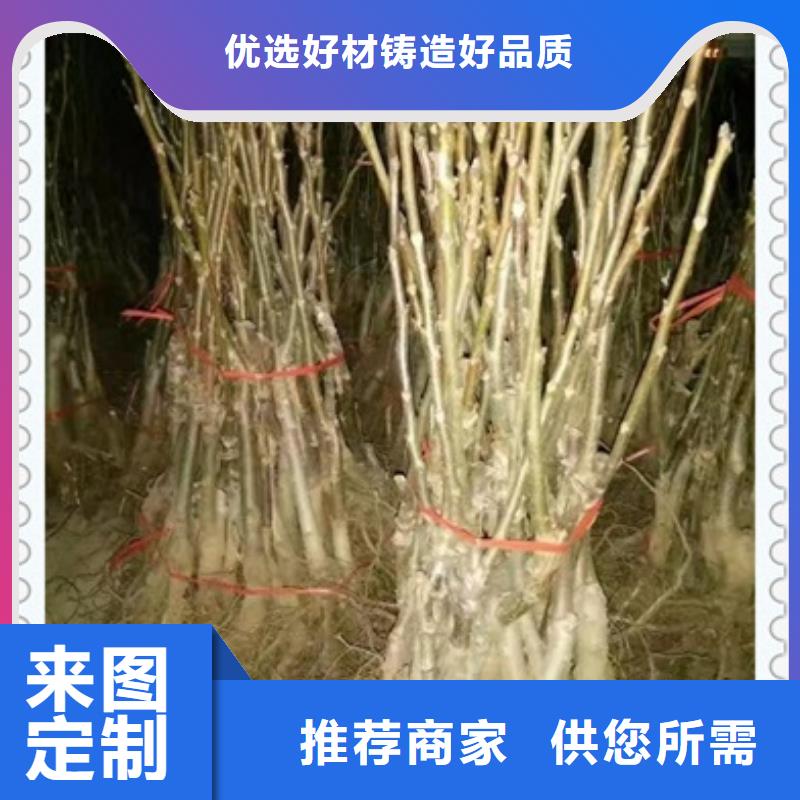 核桃苗藍莓苗細節嚴格凸顯品質