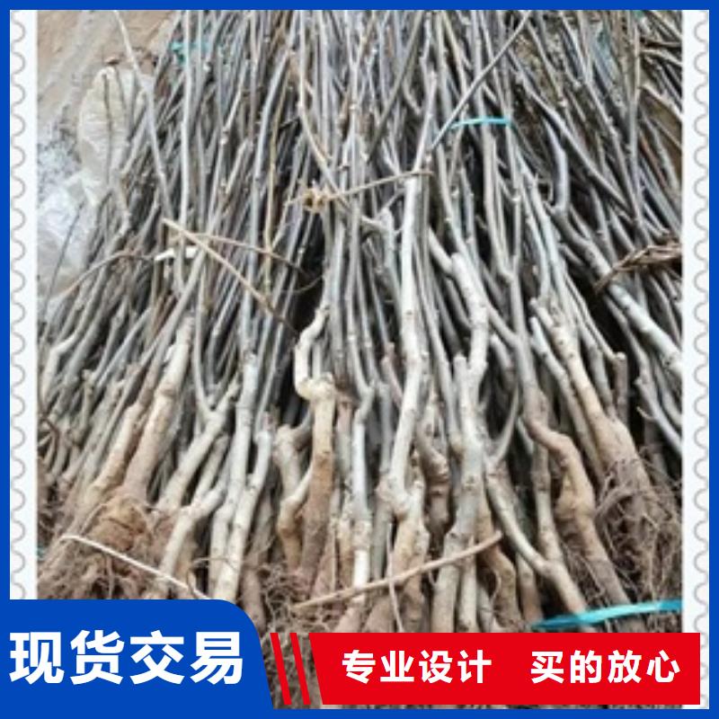 核桃苗-藍莓苗貨真價實