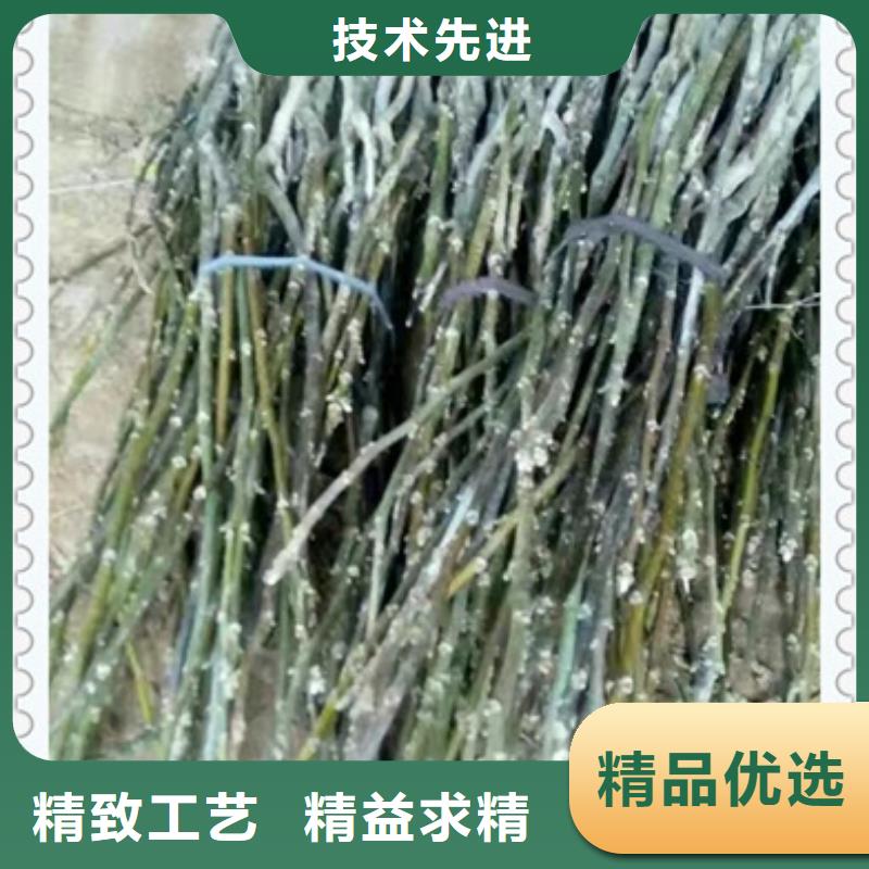 核桃苗多年經驗值得信賴