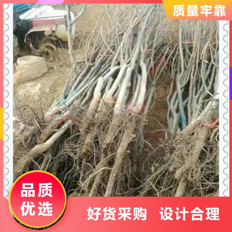 核桃苗藍莓苗可定制有保障