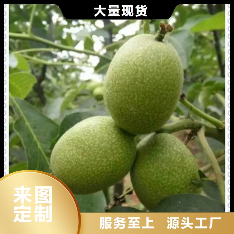 核桃苗藍莓苗可定制有保障