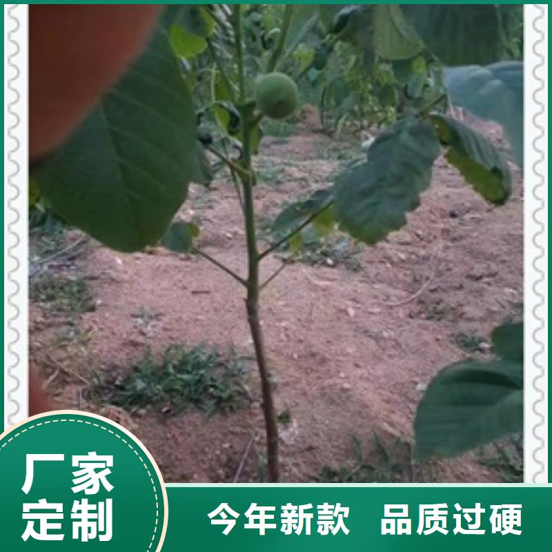核桃苗蘋果苗購(gòu)買的是放心