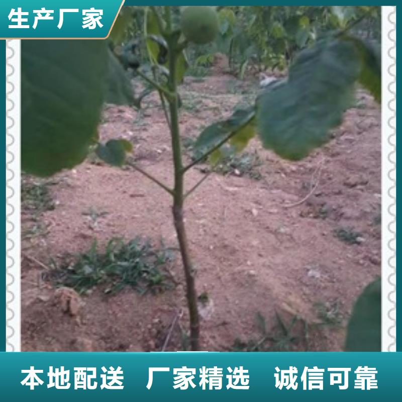 【核桃苗桃树苗源头工厂量大优惠】