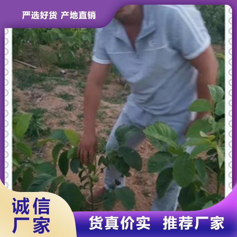 核桃苗藍莓苗細節嚴格凸顯品質