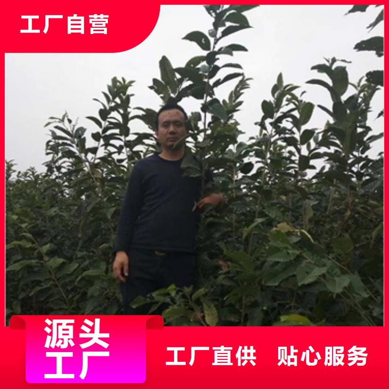板栗苗藍莓苗質量可靠