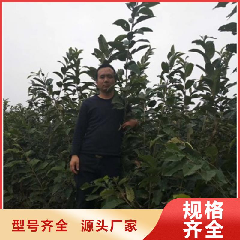 板栗苗藍莓苗質量可靠