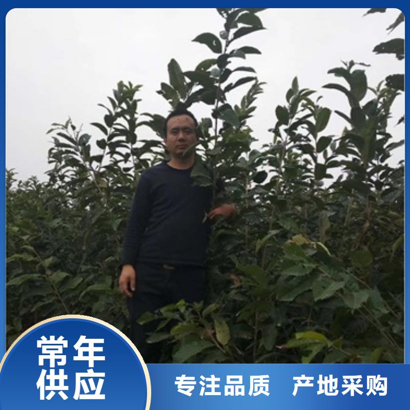 板栗苗花椒苗優良材質