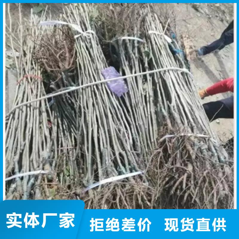 板栗苗用品質贏得客戶信賴