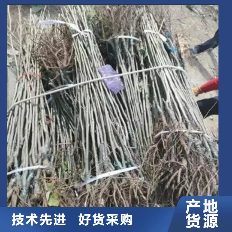 板栗苗48小時發貨