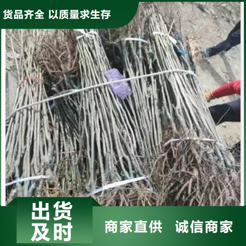 板栗苗藍莓苗質量可靠