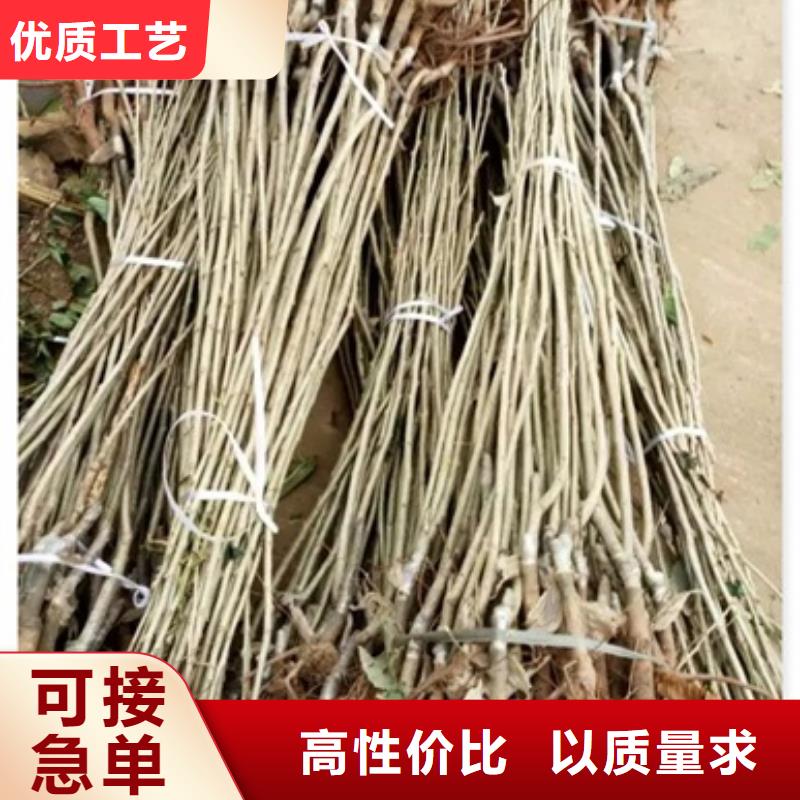 【板栗苗山楂苗供應采購】