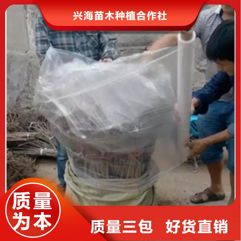 【板栗苗山楂苗供應采購】