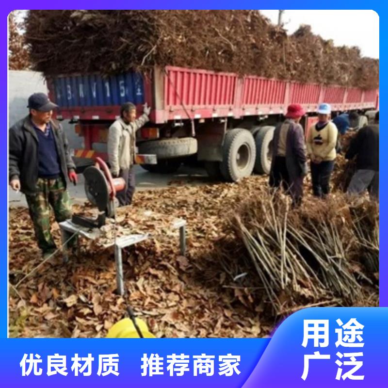 板栗苗藍莓苗質量可靠