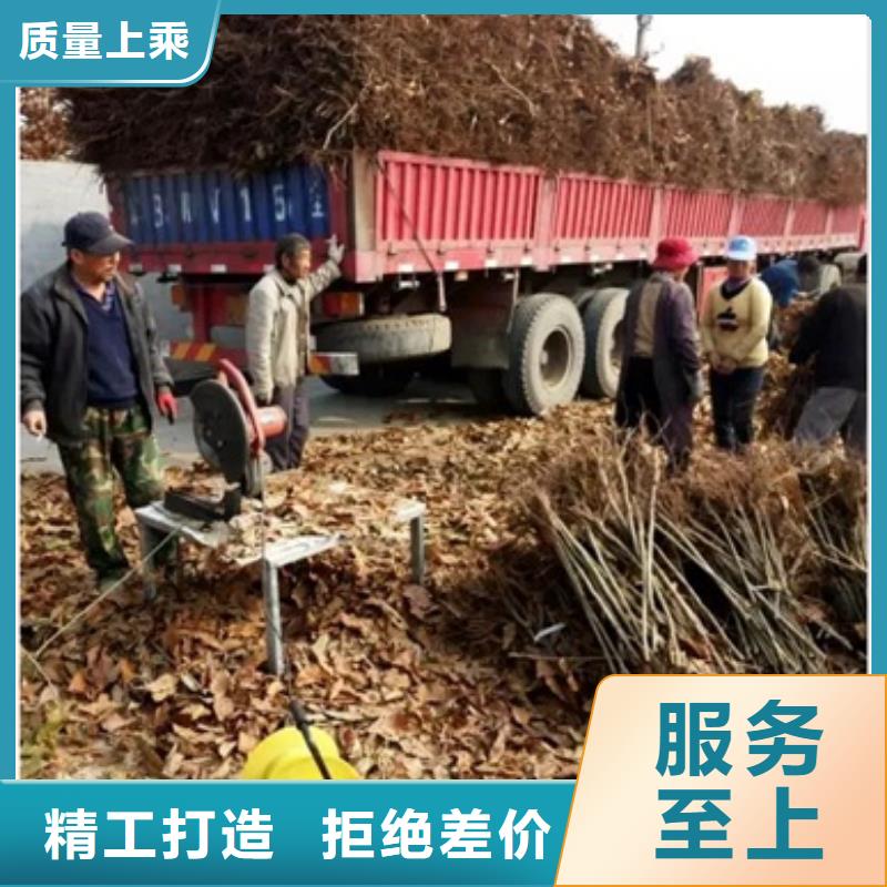 板栗苗藍莓苗質量可靠