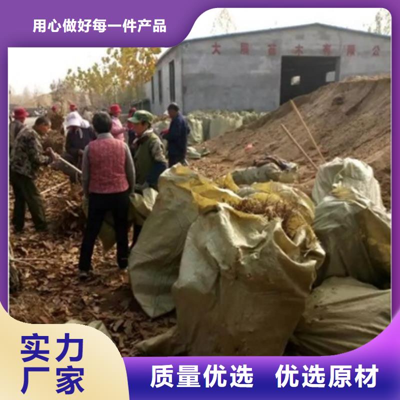 板栗苗桃樹苗專注質量