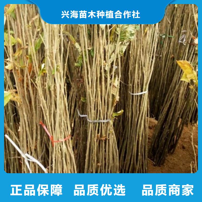 板栗苗48小時發貨