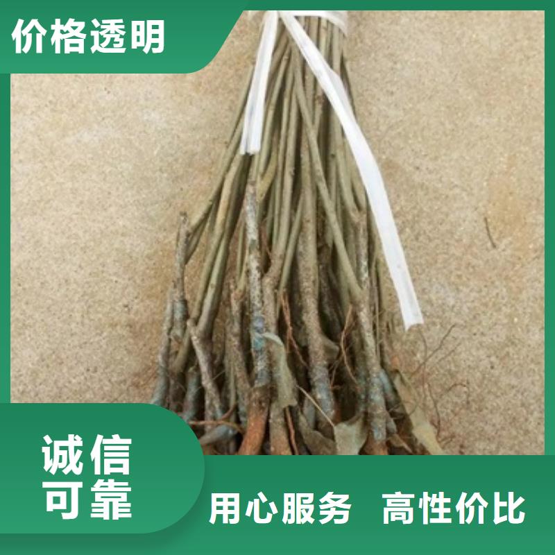 板栗苗花椒苗優良材質