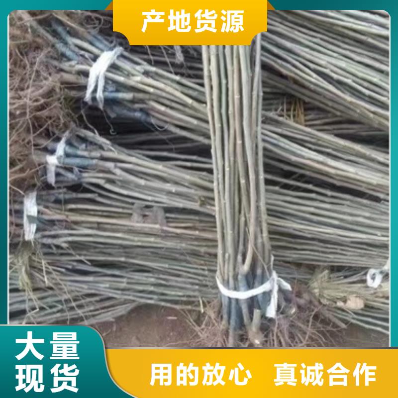 板栗苗藍(lán)莓苗質(zhì)量可靠