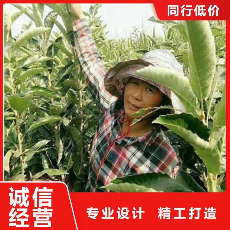 板栗苗藍莓苗質量可靠