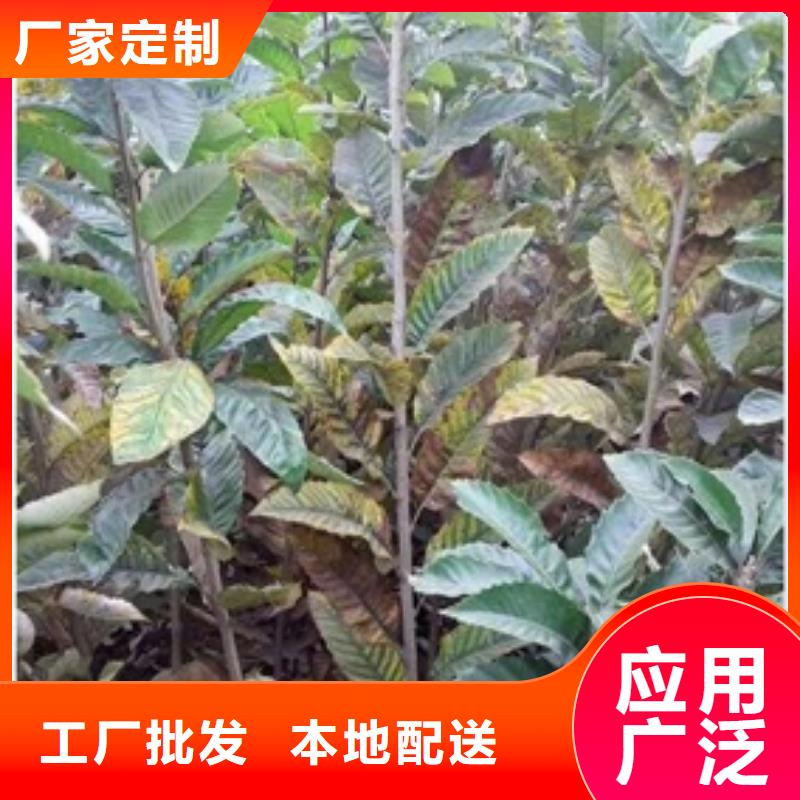 板栗苗-花椒苗現貨交易