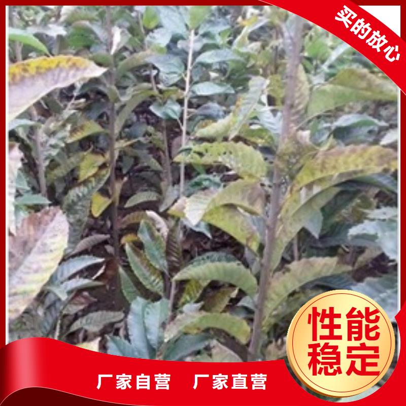 板栗苗支持定制貼心售后