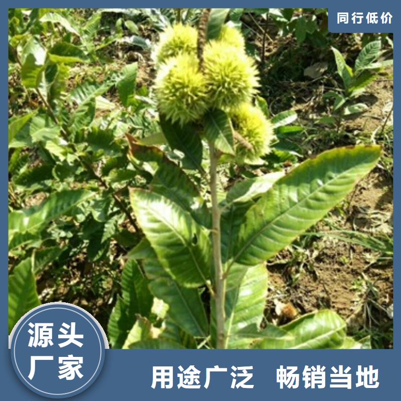 板栗苗藍莓苗質量可靠