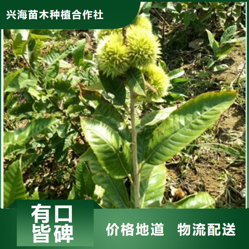 板栗苗藍莓苗質量可靠