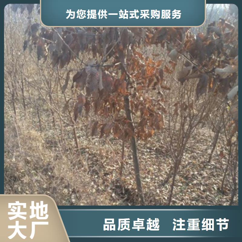 板栗苗用品質贏得客戶信賴